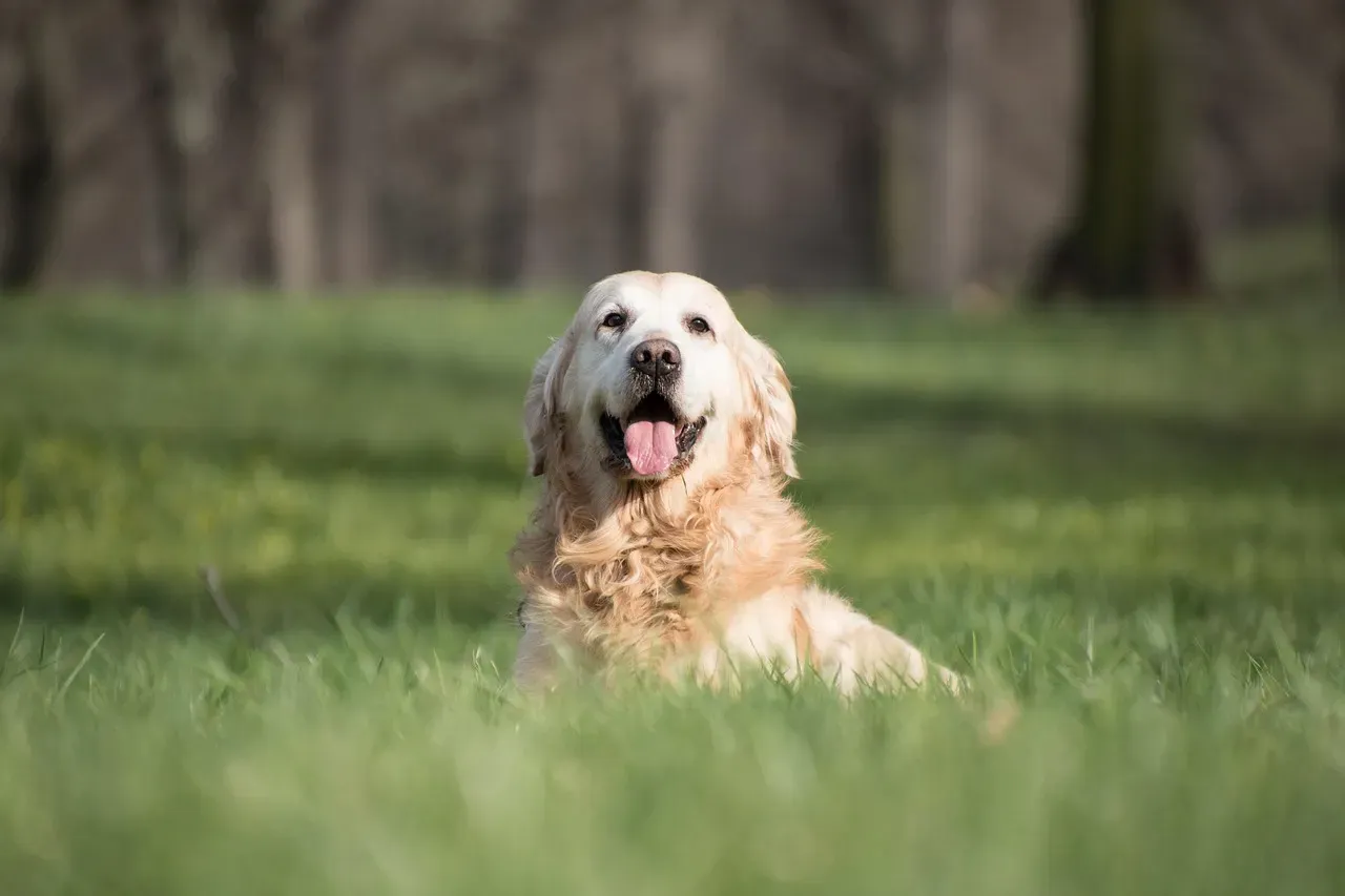 Leo (Ruled by the Sun, Fire Element) – The Golden Retriever’s Radiant Warmth (Image Credits: Pixabay)