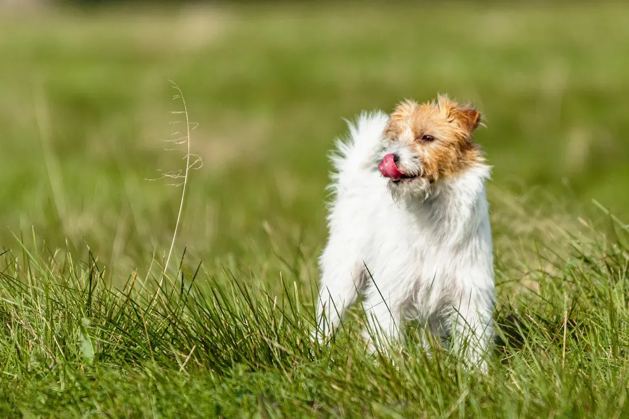 3. Jack Russell Terrier: Small Dog, Enormous Heart (Image Credits: Pixabay)