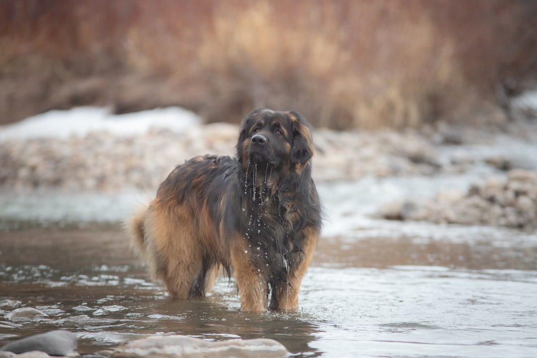 Leonberger: The Gentle Lion with a Playful Streak (Image Credits: Unsplash)