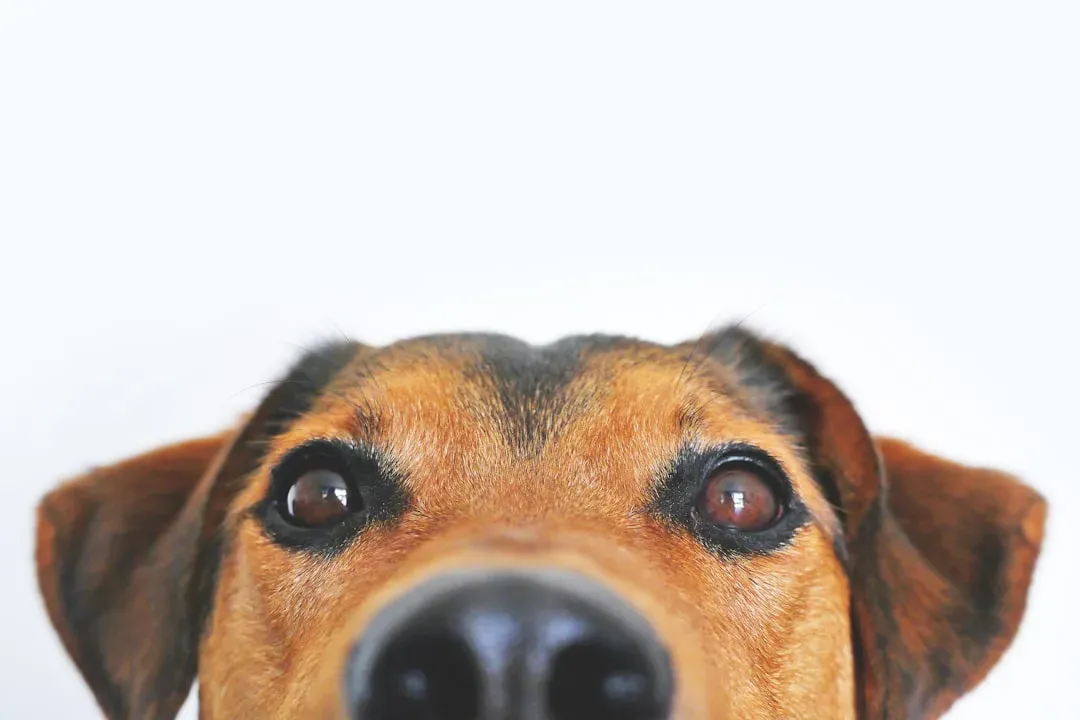 The Nose-Level View of the World (Image Credits: Unsplash)