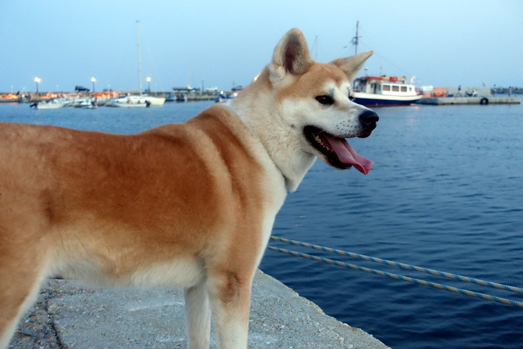 The Akita - Respect Must Be Earned (Image Credits: Flickr)