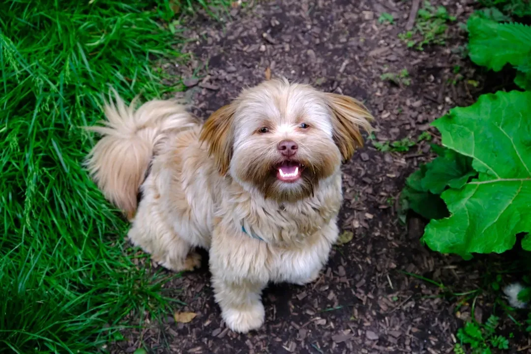 8. Havanese: Small Dog, Surprisingly Flexible Soul (Image Credits: Unsplash)