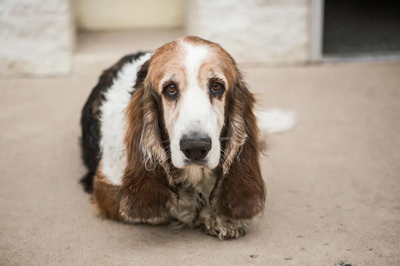 6. Basset Hound: The Drowsy Independent (Image Credits: Pixabay)