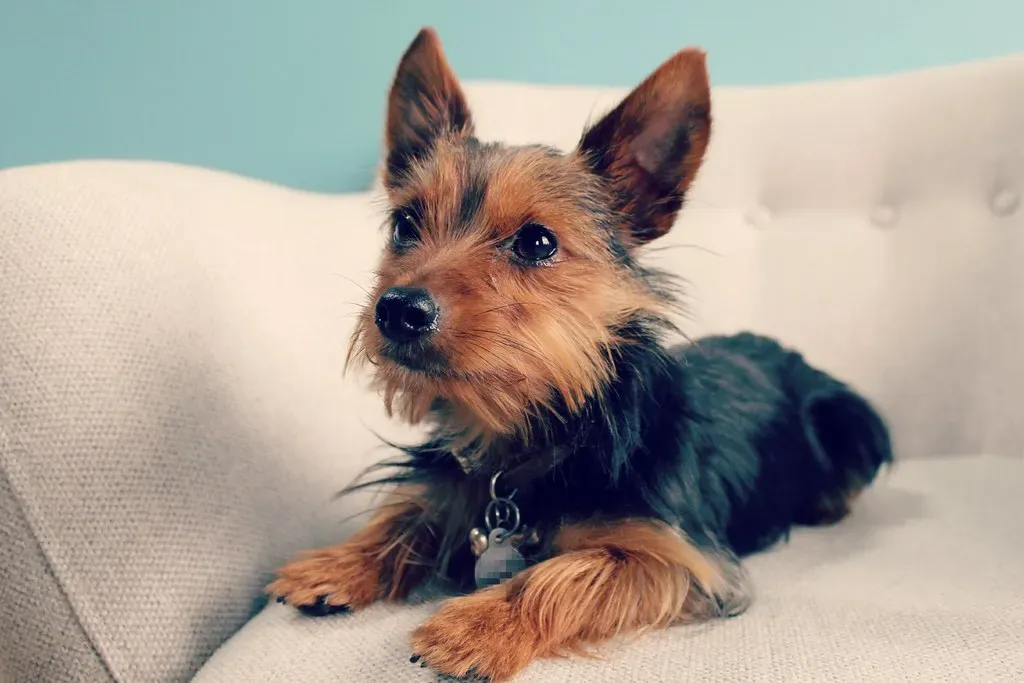 Yorkshire Terrier (Image Credits: Flickr)