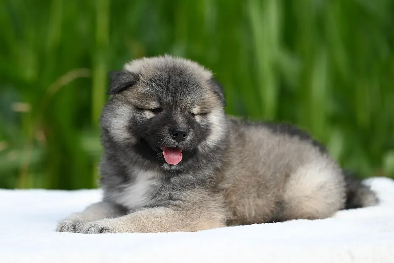 Softer, More “Mouthy” Bites Instead of Hard Chomps (Image Credits: Pixabay)