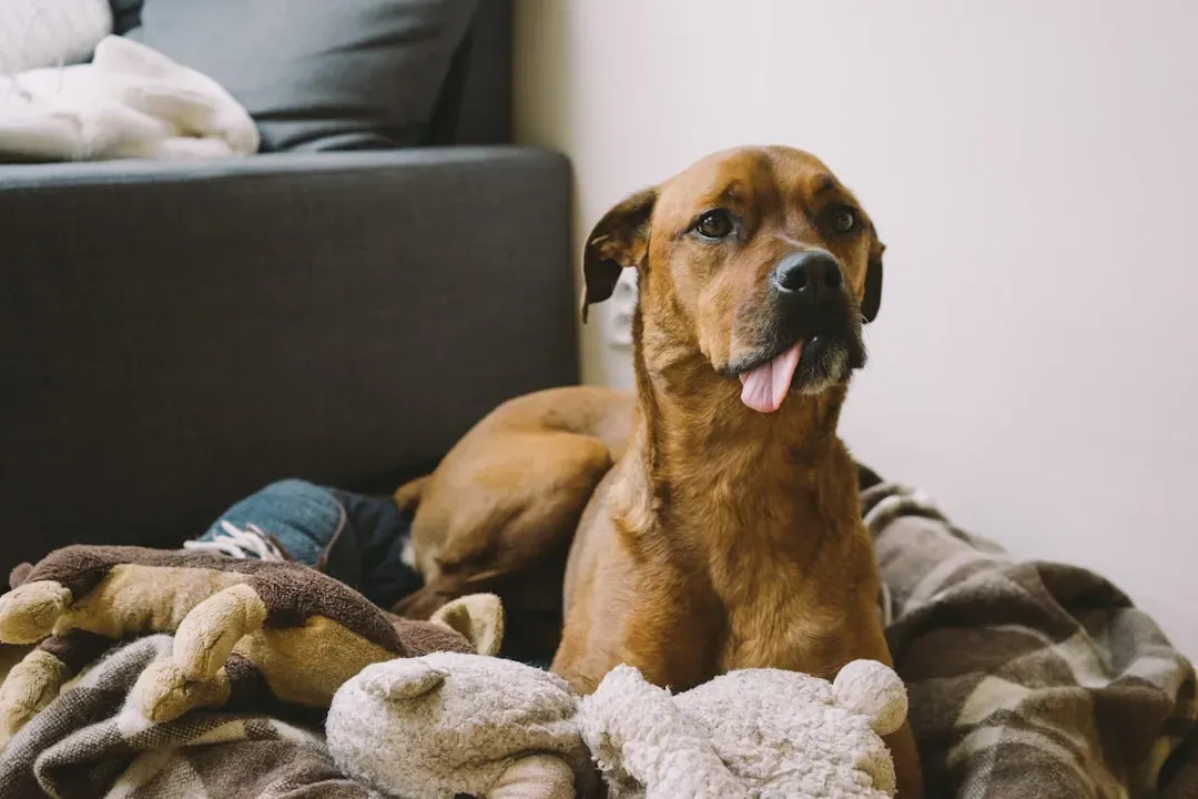 Understanding What's Really Happening as Your Dog Ages (Image Credits: Unsplash)