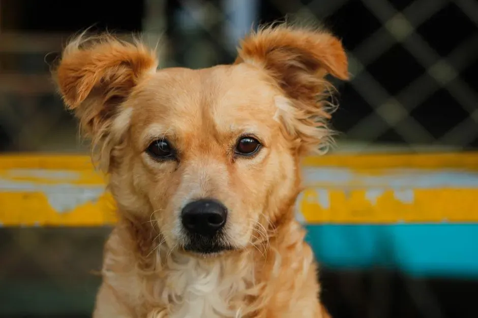 Domestication and How Dogs Evolved to Read Human Emotion (Image Credits: Pexels)