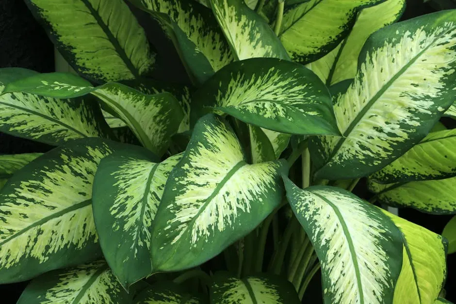 4. Dieffenbachia (Dumb Cane): A Painful Mouthful (Image Credits: Pexels)