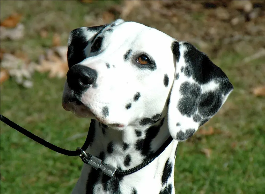Dalmatian (Image Credits: Flickr)