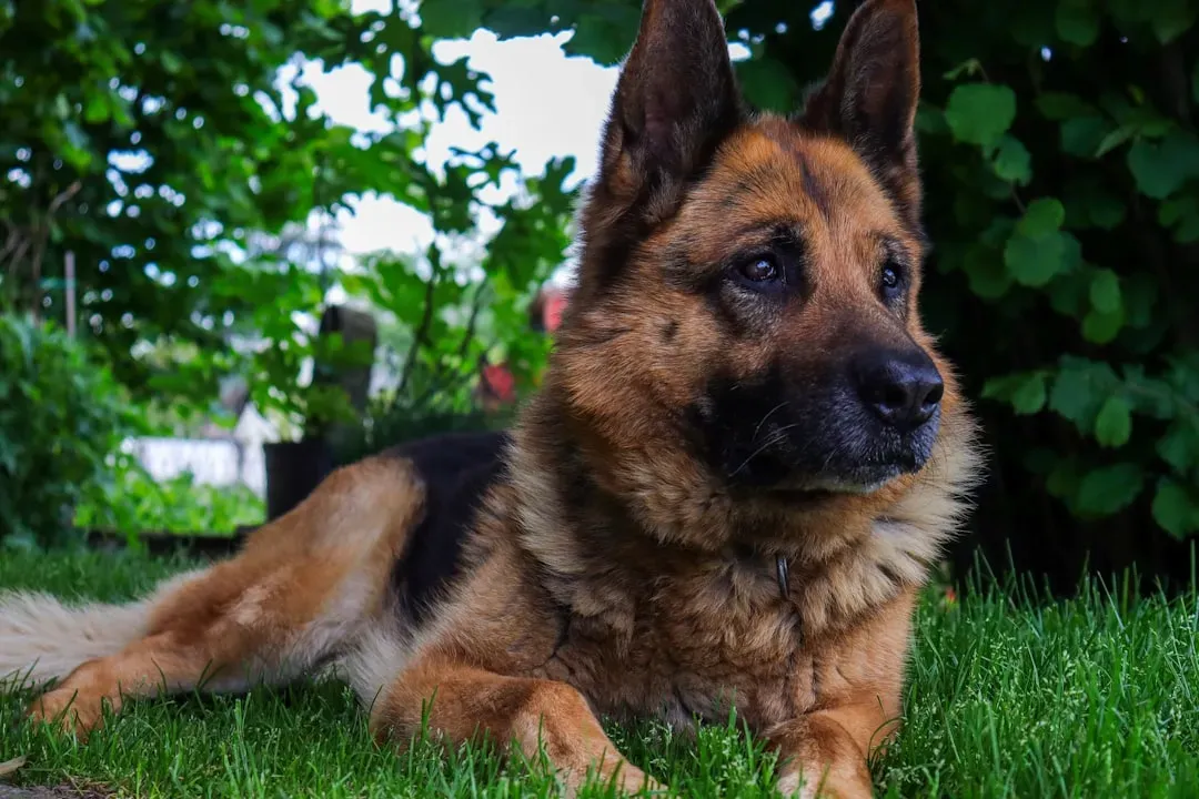 #4 – German Shepherd (Image Credits: Unsplash)
