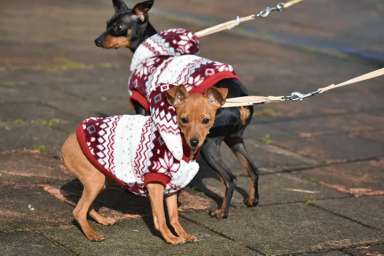 13. Miniature Pinscher: Athletic, Bold, and Restless (Image Credits: Pixabay)