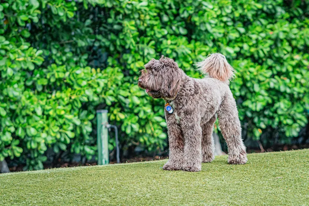 #5 - The Potty Security Check Before Bed (Image Credits: Unsplash)