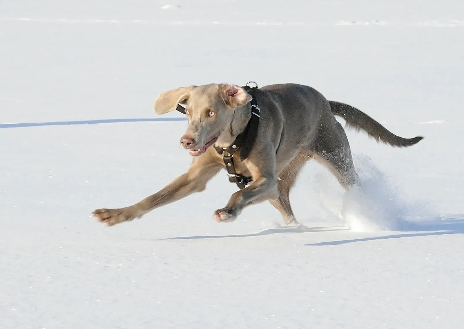Weimaraner: The Gray Ghost That Haunts Small Spaces (Image Credits: Wikimedia)
