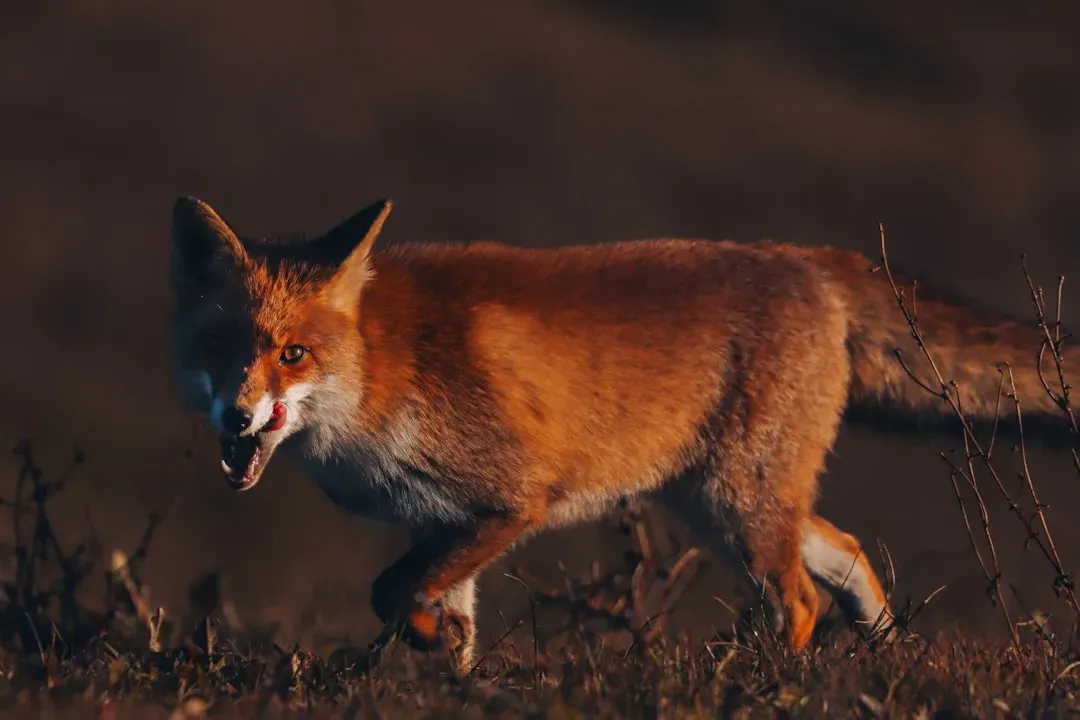 Use Humane Deterrents if Necessary (Image Credits: Unsplash)