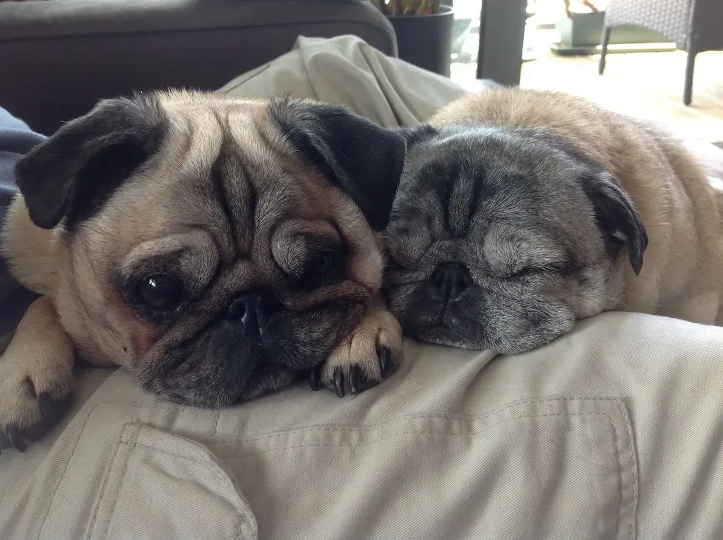Pug – The Snorty Snuggler (Image Credits: Flickr)
