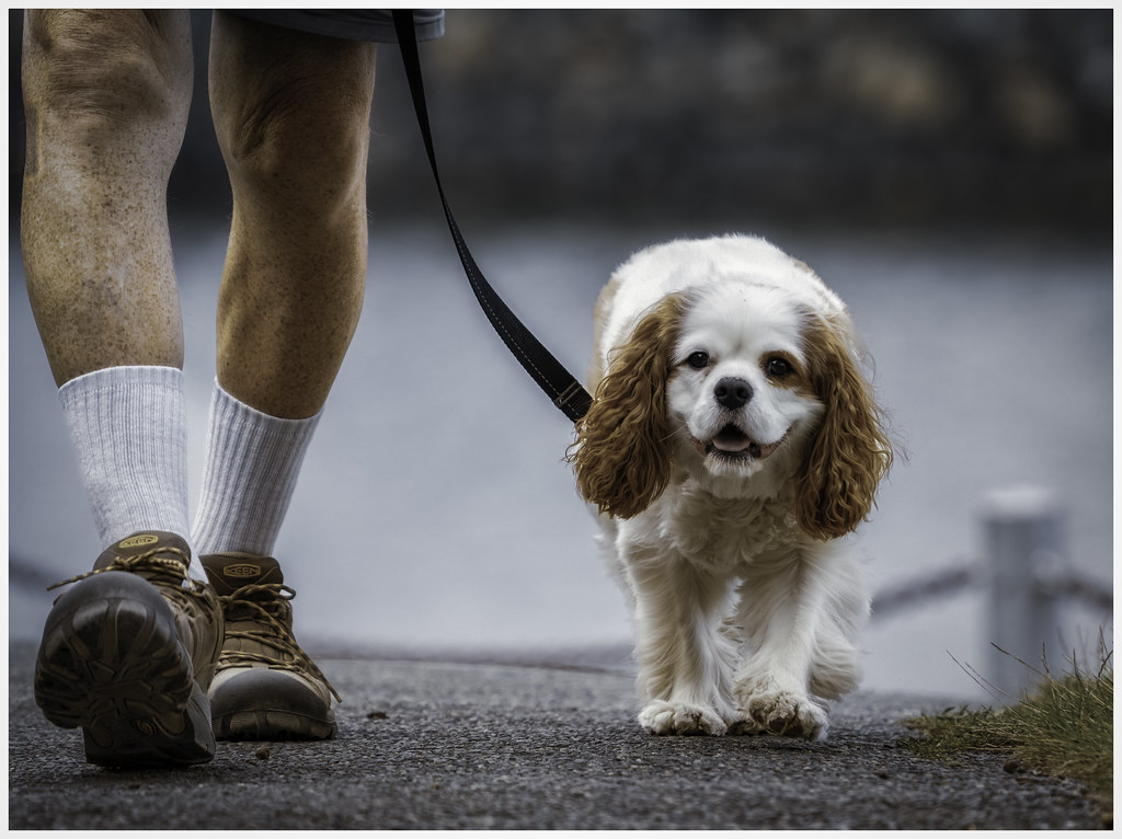 Cavalier King Charles Spaniel: The Professional Cuddler (Image Credits: Flickr)