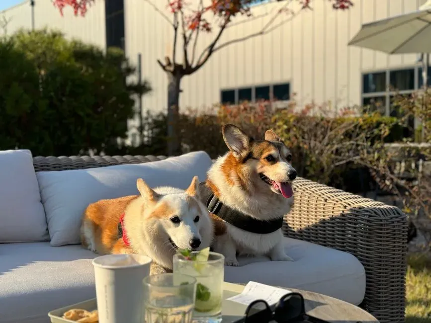 Gemini: Talking Nonstop With the Chattiest Dog in the Room (Image Credits: Pexels)