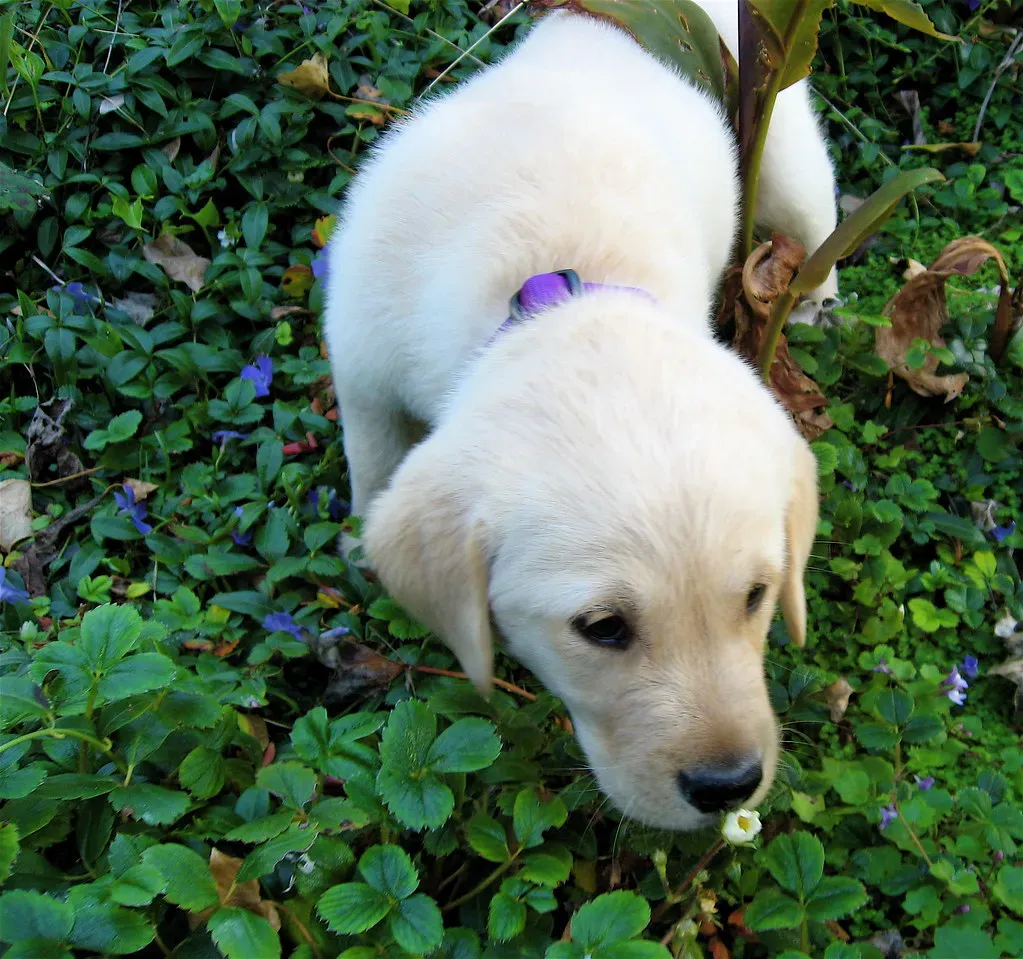 Your Dog's Brain Chemistry Actually Changes (Image Credits: Flickr)