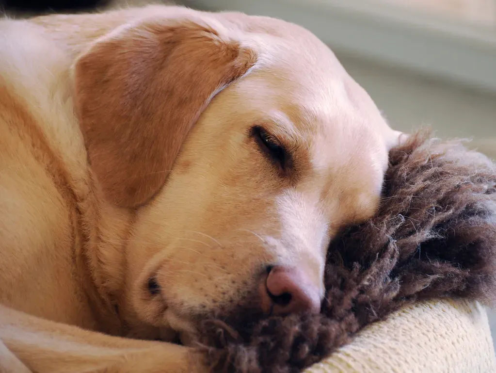 #23 - You Sleep in Whatever Space Your Lab Leaves You (smerikal, Flickr, CC BY-SA 2.0)