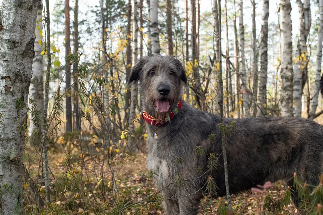 Irish Wolfhound: The Towering Playmate (Image Credits: Unsplash)