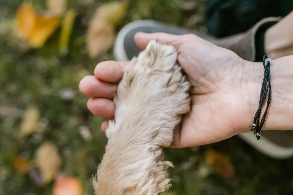 Conclusion: Dogs May Not Understand Death, But They Understand Us (Image Credits: Pexels)