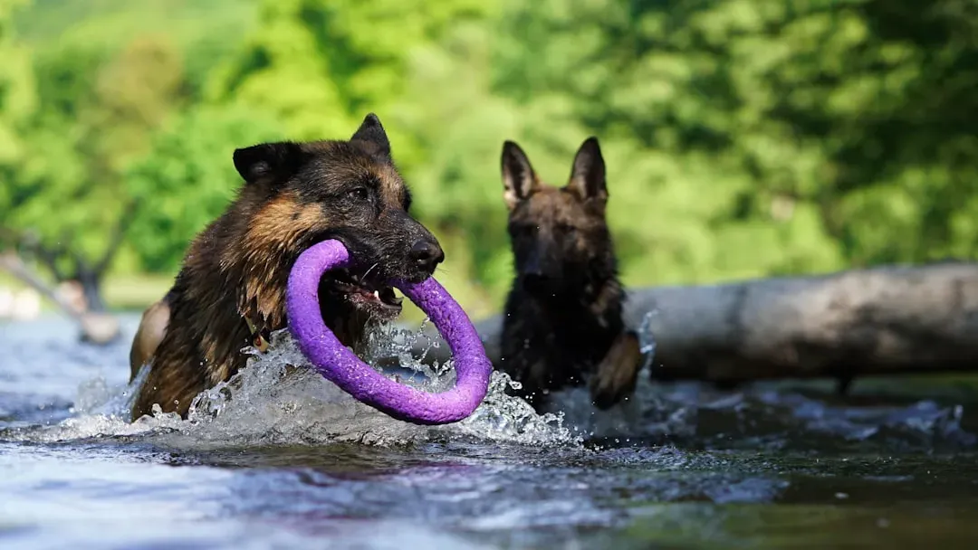 10. The Name Game - Teach Your Dog Object Names (Image Credits: Unsplash)