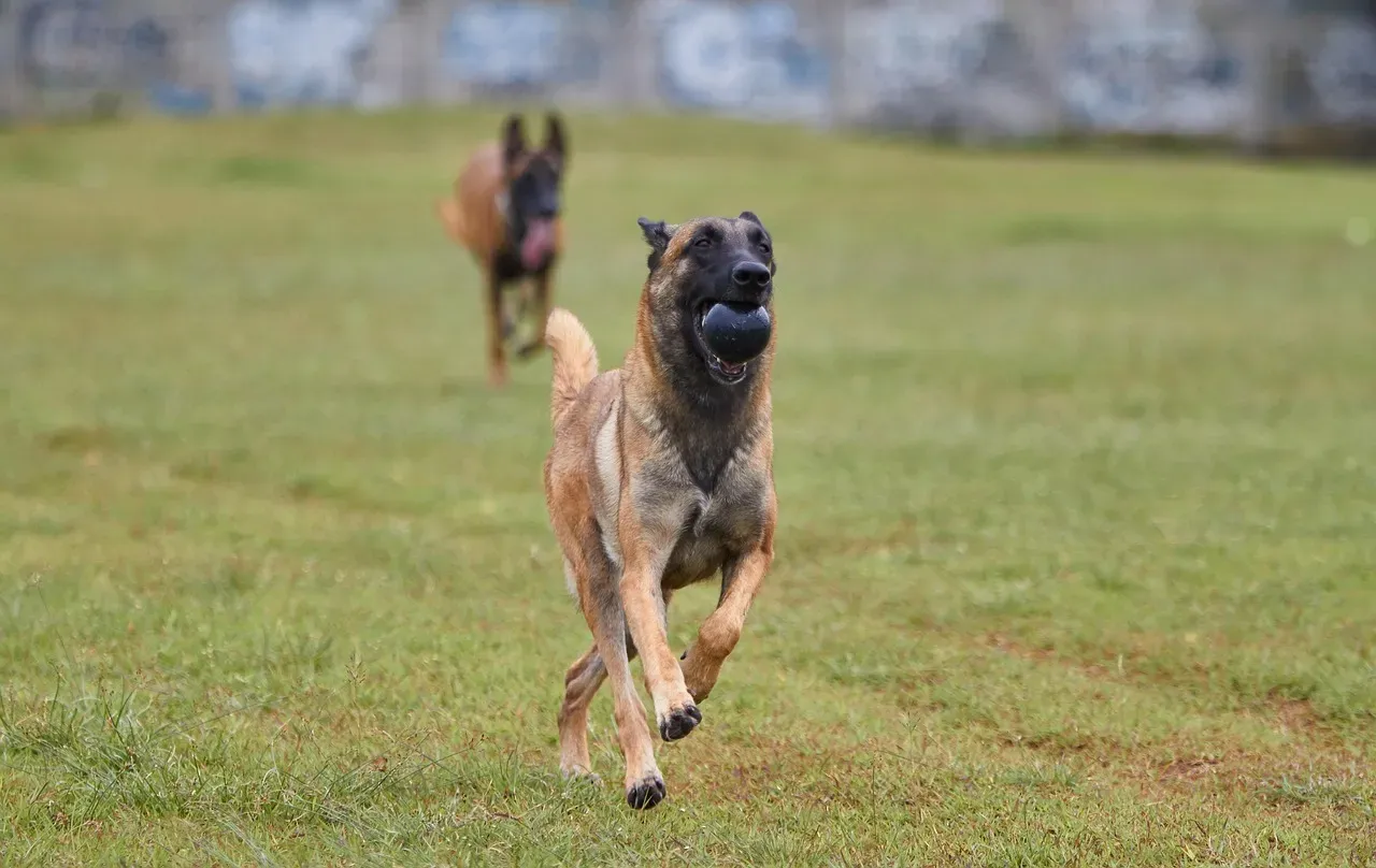#17: Belgian Malinois - Impressive, but Not for This Energy (Image Credits: Pixabay)