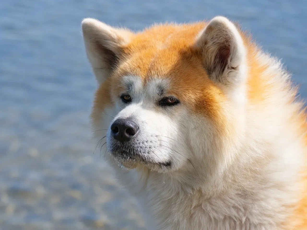 Akita: The Loyal Protector (Image Credits: Pixabay)
