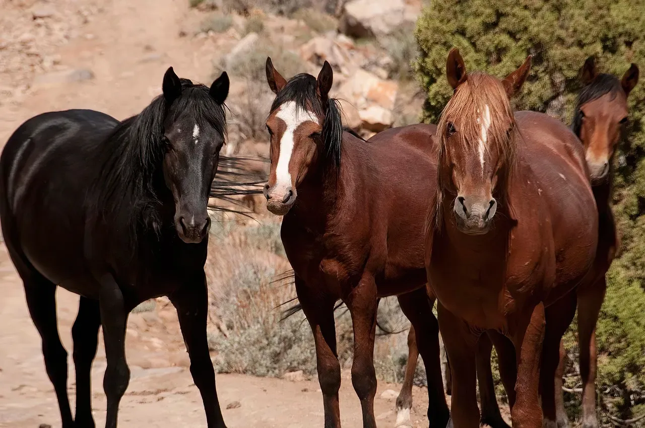 8. Mustang and Other Recently Feral Horses (Image Credits: Pixabay)