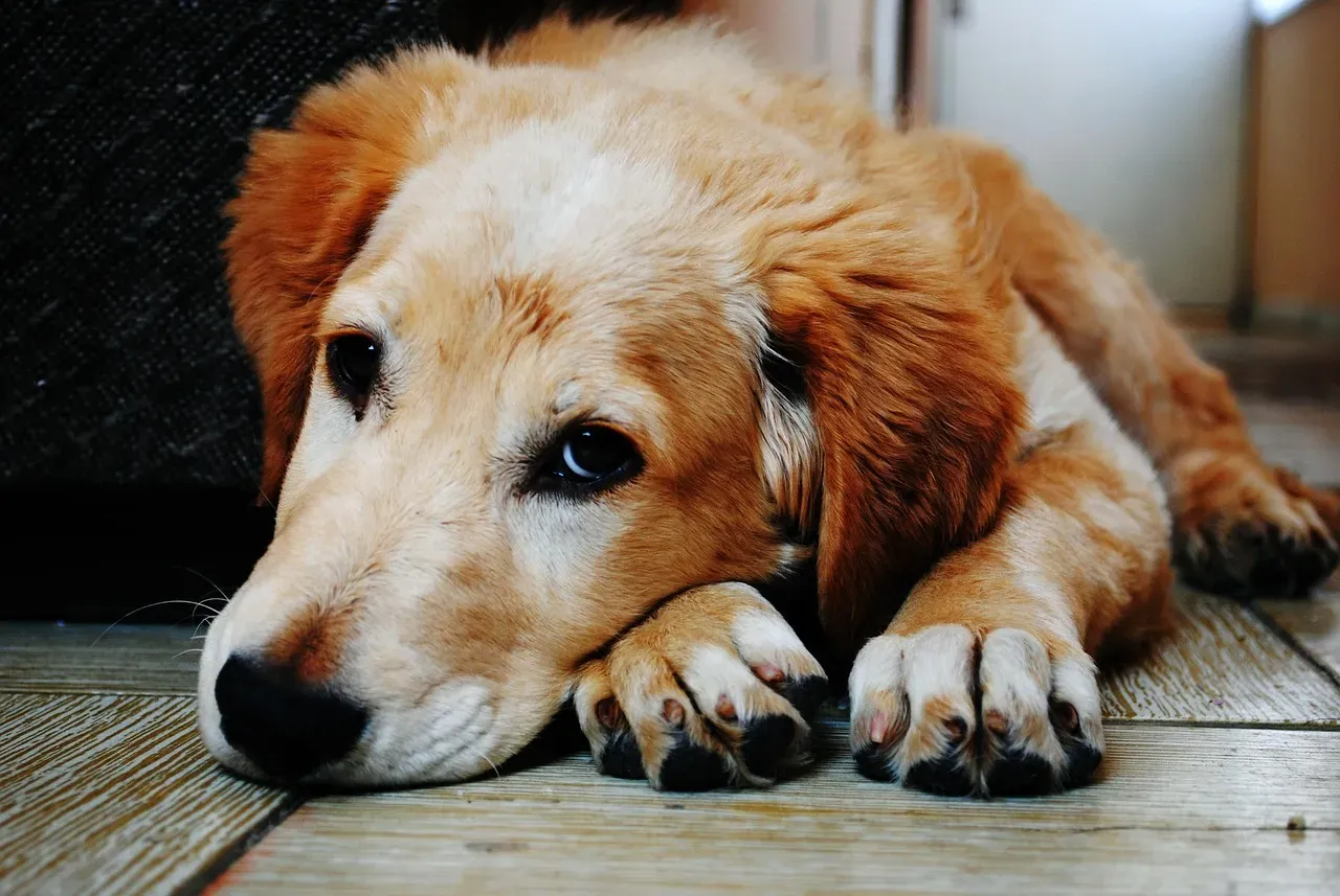 When Harsh Training Methods Break a Dog's Spirit (Image Credits: Pixabay)