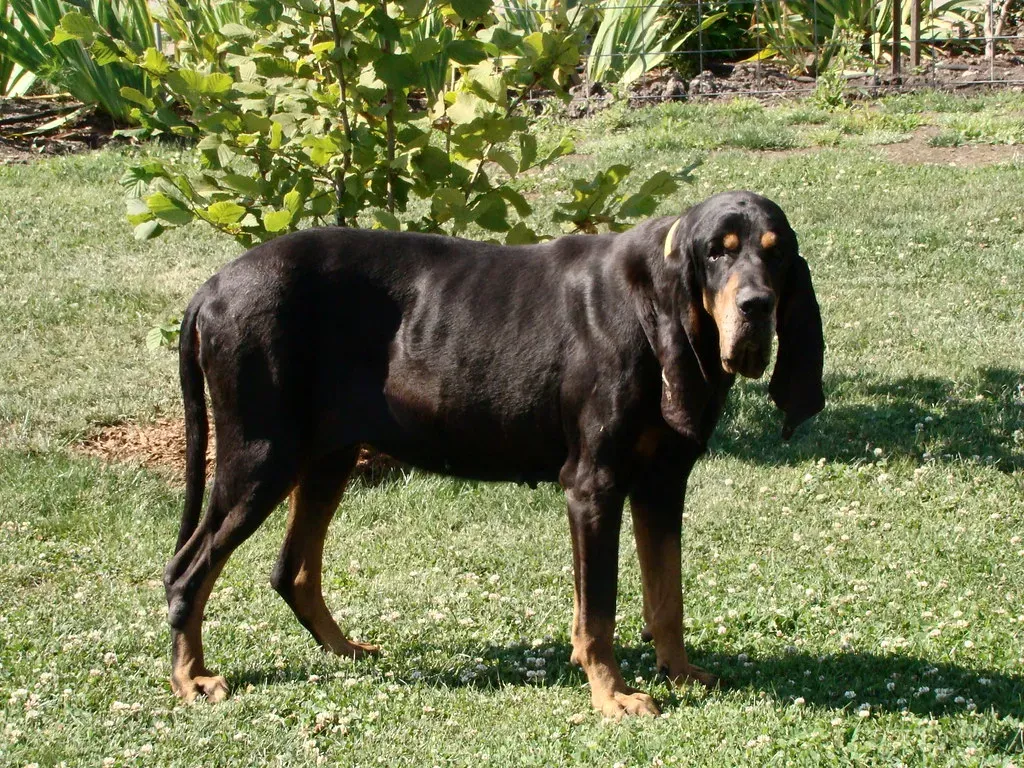 7. The Black and Tan Coonhound: The Cold-Trail Specialist Nobody Talks About Enough (Image Credits: Flickr)