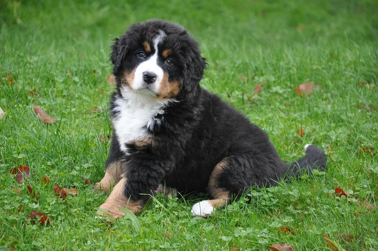 Bernese Mountain Dog (Image Credits: Pixabay)