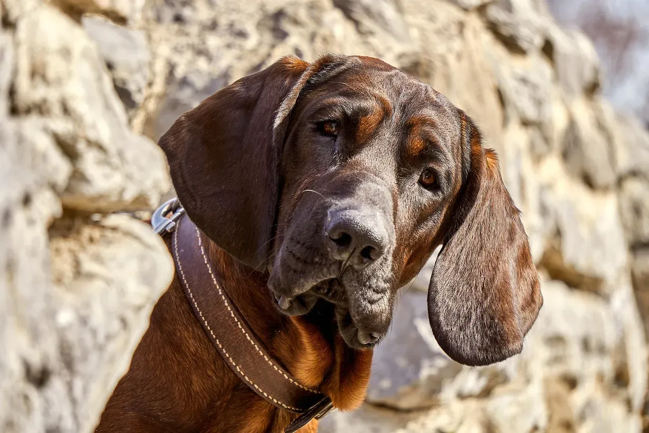 Understanding the Waves: What Pet Grief Actually Looks Like (Image Credits: Pixabay)