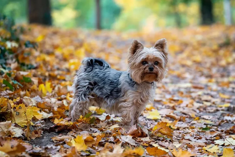 #7. Yorkshire Terrier (Image Credits: Pexels)