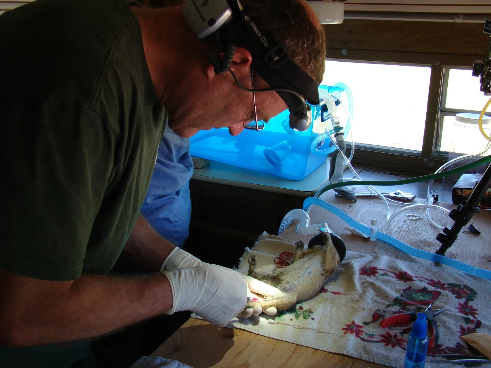 11. Skipping Spaying or Neutering Without Veterinary Guidance (NPGallery, Public domain)