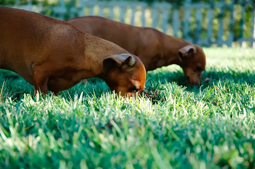 Myth #4: Dogs Eat Grass Because They're Sick (Image Credits: Unsplash)