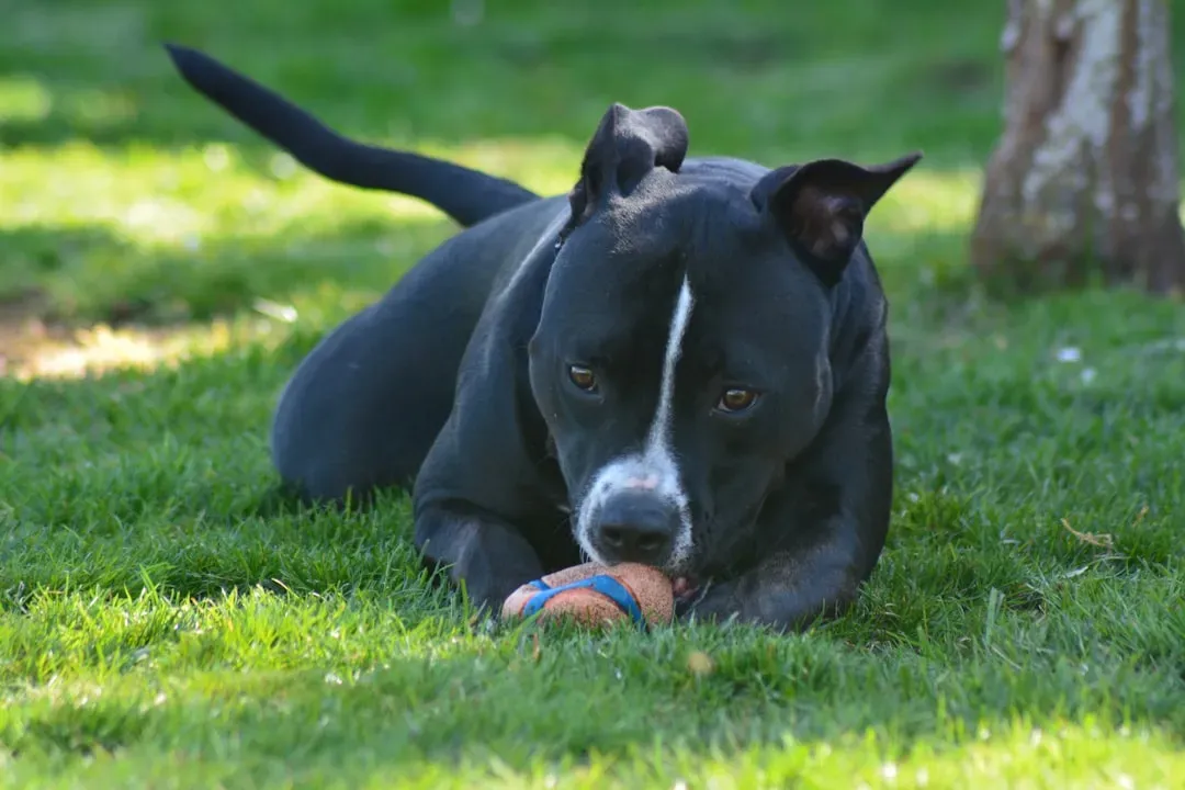 #12 - Pit Bull-Type Dogs: More Category Than Clear Breed (Image Credits: Unsplash)