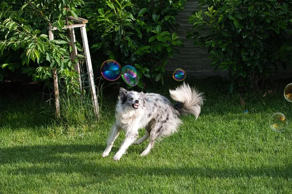 3. Playful Behavior (Image Credits: Pexels)