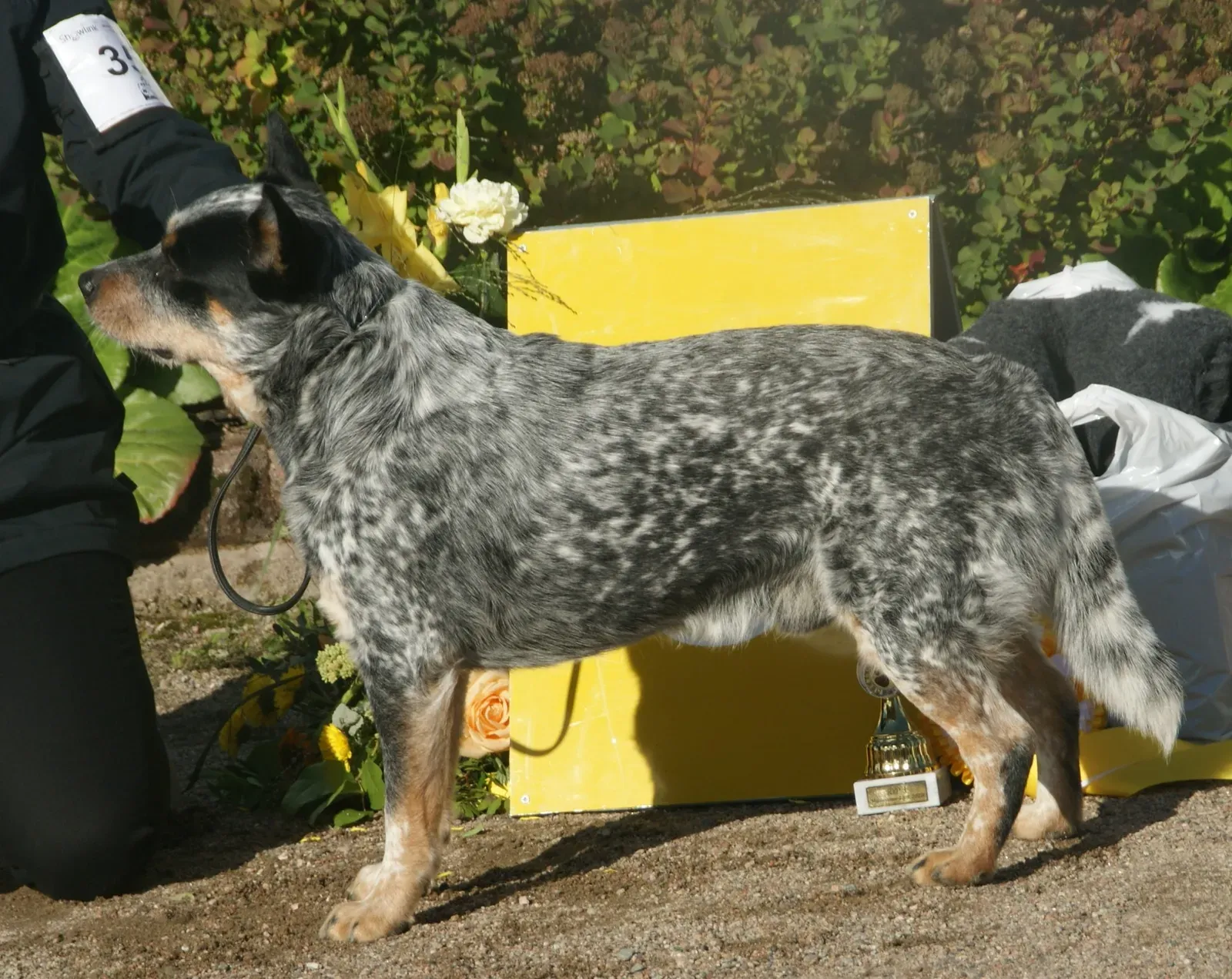 10. They Are Not a Dog for Everyone - and That Is Exactly Their Magic (By Canarian, CC BY-SA 4.0)