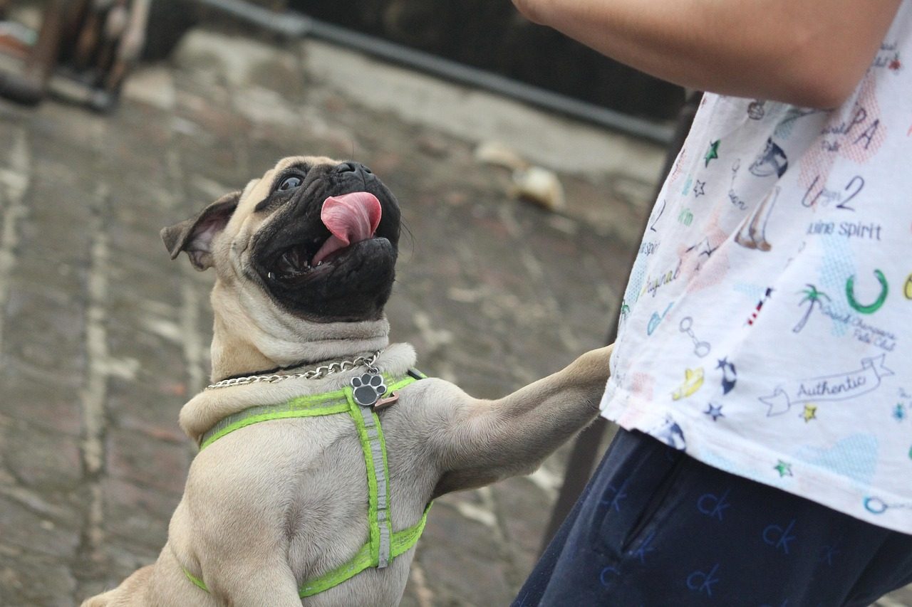 Pugs: The Compact Comedians Who Live for Snuggles (Image Credits: Pixabay)