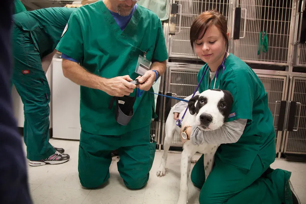#13 - Your Vet Techs Are Doing Half the Work for a Fraction of the Pay (Austin Community College, Flickr, CC BY 2.0)