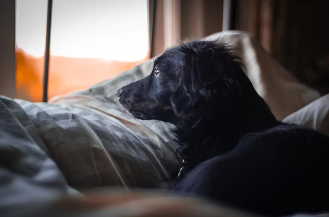 #1 - The Exact Sound You Make Getting Out of Bed (Image Credits: Unsplash)