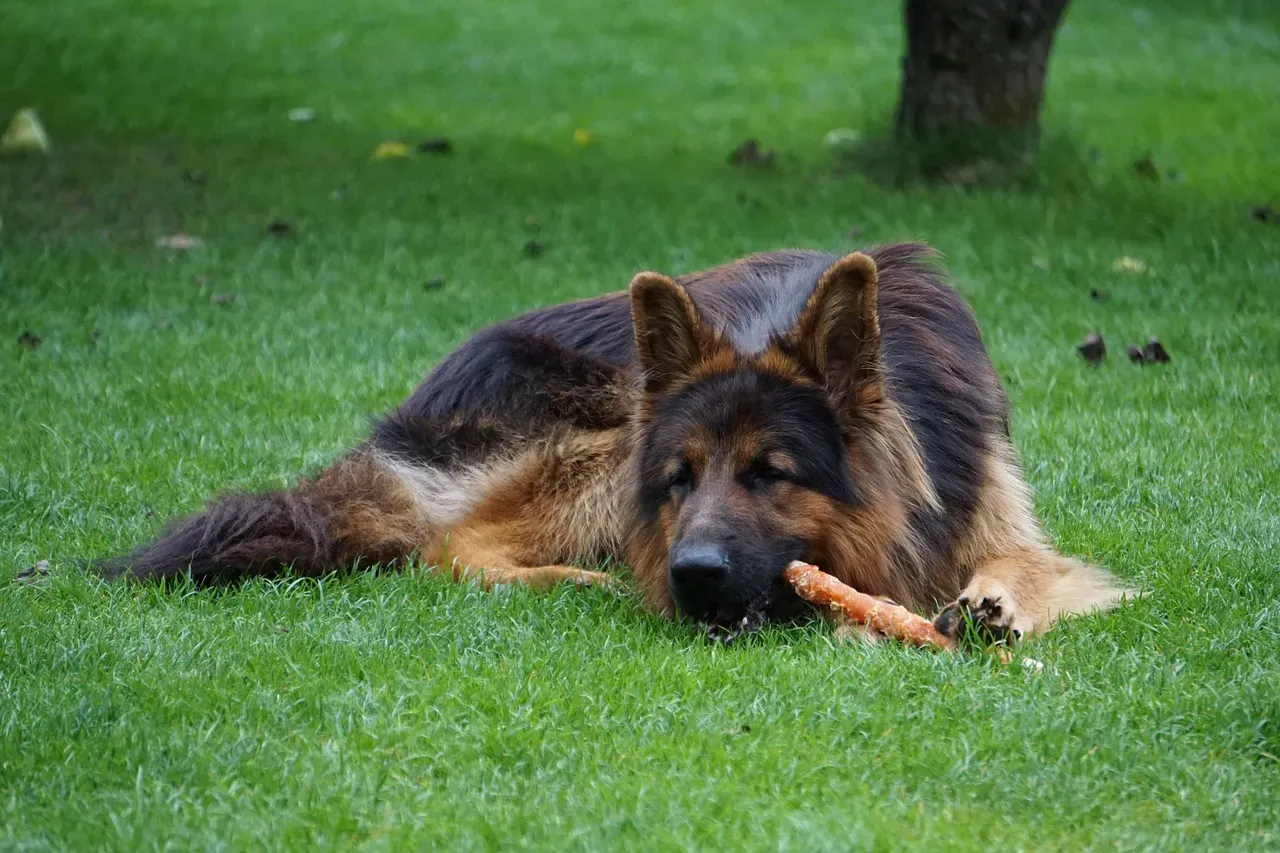 German Shepherd: Strong Jaws and Strong Drive (Image Credits: Pixabay)