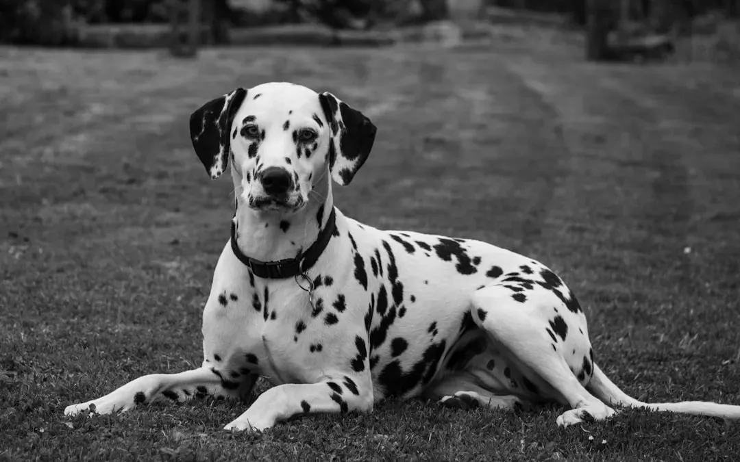 1. Dalmatians – Carriage Guardians of the Road (Image Credits: Unsplash)