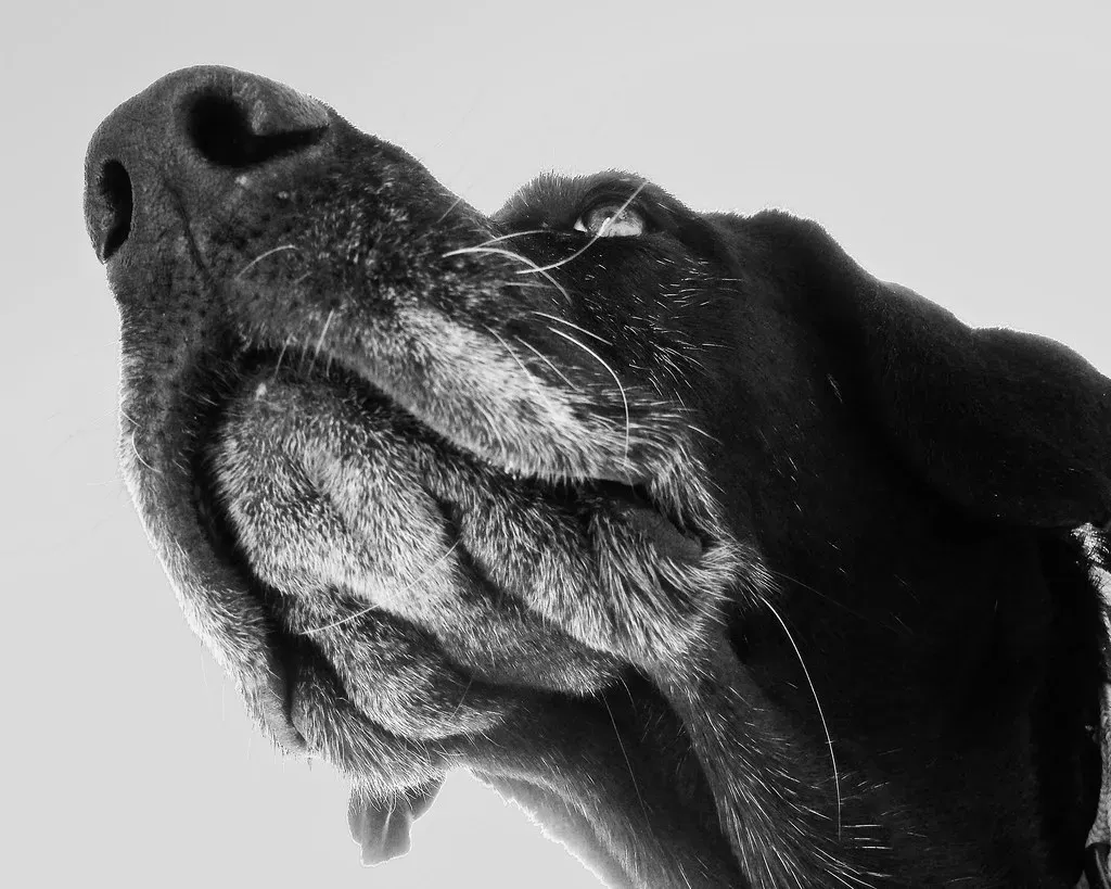 The Gray Muzzle Up Close (OakleyOriginals, Flickr, CC BY 2.0)