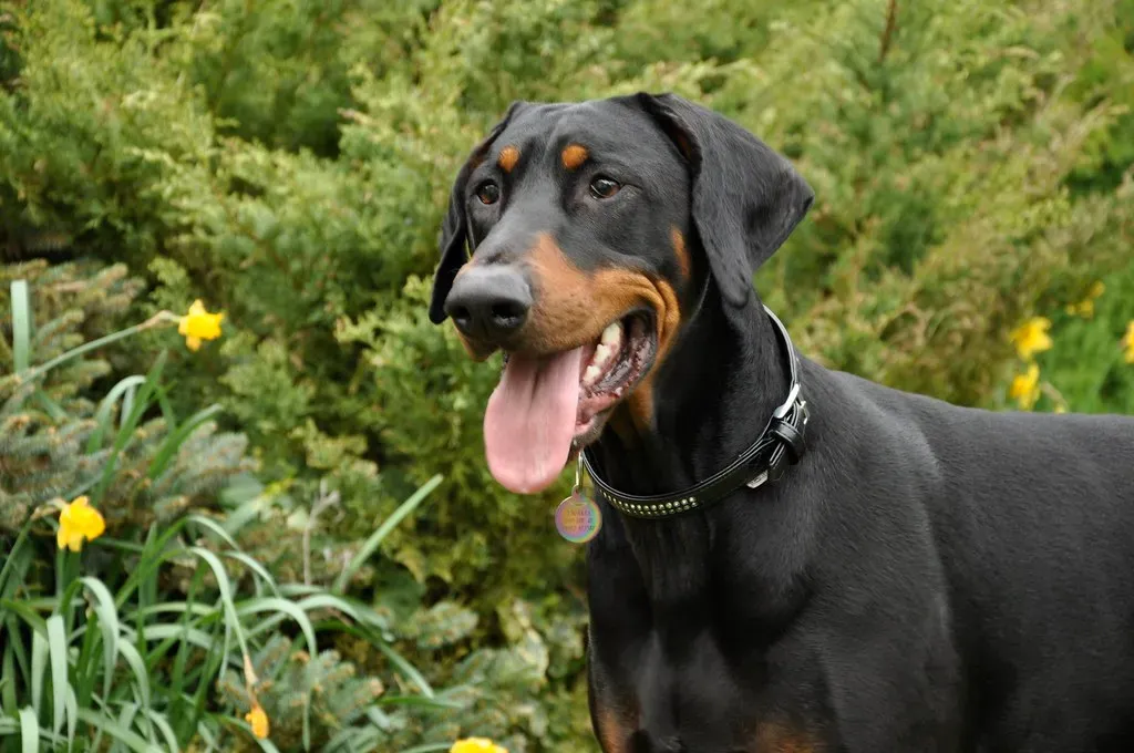 Taurus: Spoiling Dogs Into Stubbornness (Image Credits: Flickr)