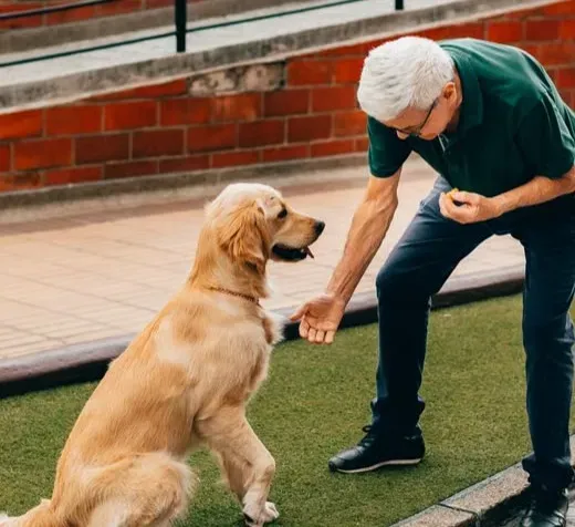 #7 - How You React When the Dog Embarrasses You (Image Credits: Pexels)