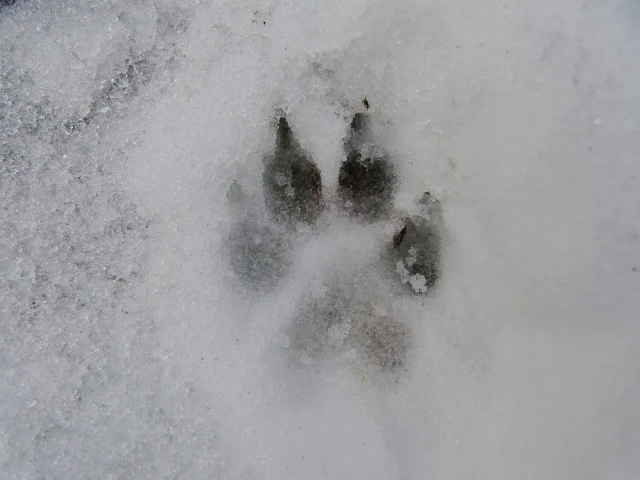 Knowing Wolf Sign Turns Your Hike Into A Field Lab (Image Credits: Pixabay)