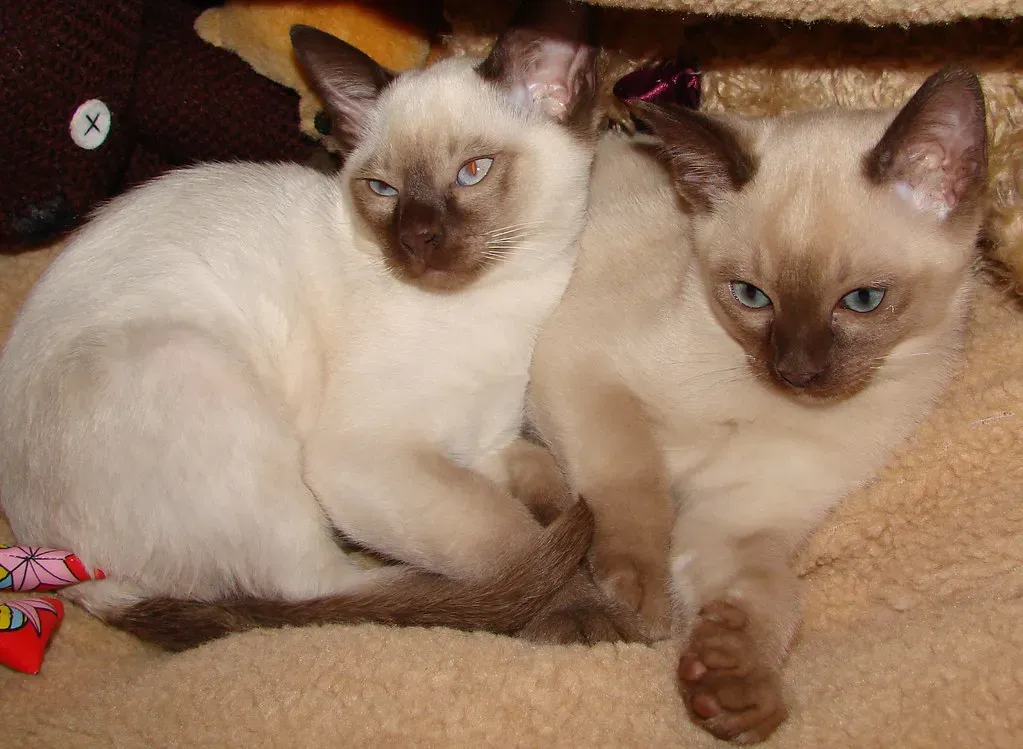#7: Tonkinese - The Social Butterfly With Siamese Flair and Burmese Warmth (angelaathomas, Flickr, CC BY 2.0)