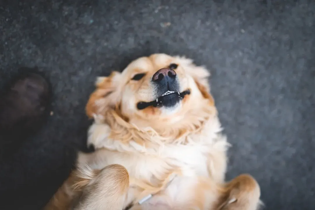 The Emotional Side: Do Names and Words Matter to Dogs’ Feelings? (Image Credits: Unsplash)